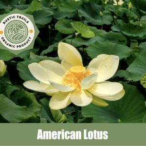 American Lotus Nelumbo lutea